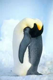Species Prints: Emperor Penguin
