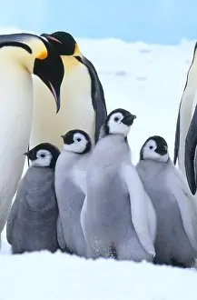 Species Prints: Emperor Penguin adults and chicks