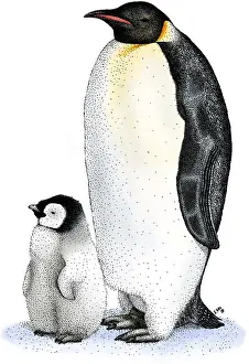 Chick Prints: Emperor Penguin with Chick