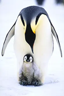 Cold Prints: Emperor penguin and chick