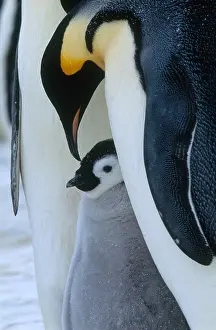 Misc 2 Prints: Emperor Penguin chick with adult