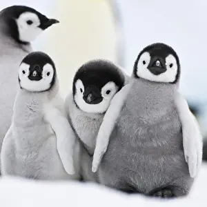 Fauna Prints: Emperor Penguin Chicks