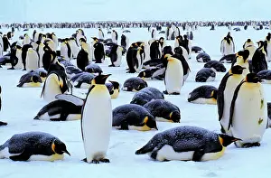 Misc 2 Prints: Emperor Penguins