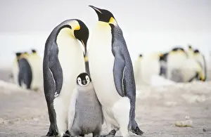 Misc 2 Prints: Emperor Penguins with chick