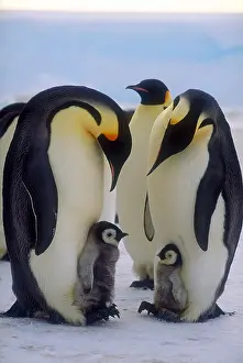 Animals Prints: Emperor penguins with their chicks