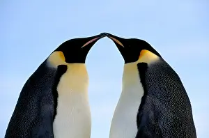 Species Prints: Emperor Penguins touching beaks