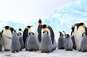 Species Prints: Emperor Penguins with young