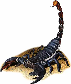 Emperor scorpion
