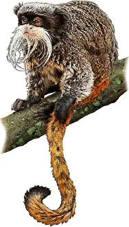Monkey Prints: Emperor tamarin