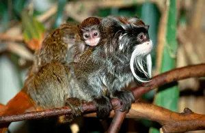 Misc 2 Prints: Emperor Tamarin with Young