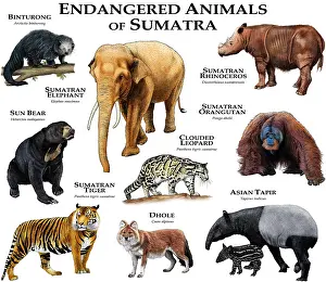Cloud Prints: Endangered Animals of Sumatra