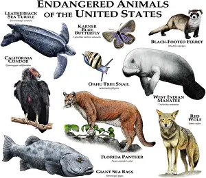 Wolf Prints: Endangered Animals of the United States