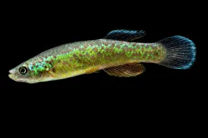 Breeding Prints: Endangered Barrens Topminnow