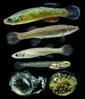 Breeding Prints: Endangered Barrens Topminnow Development