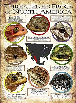 Sierra Prints: Endangered Frogs of North America