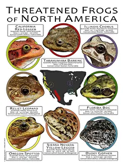 Sierra Prints: Endangered Frogs of North America
