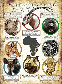 Design Prints: Endangered Mammals of Africa