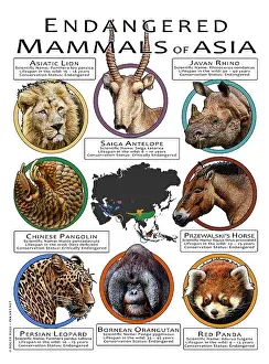 Design Prints: Endangered Mammals of Asia