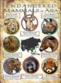Design Prints: Endangered Mammals of Asia