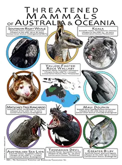 Design Prints: Endangered Mammals of Australia and Oceania