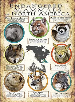 Design Prints: Endangered Mammals of North America
