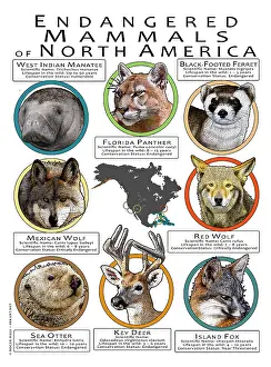 Design Prints: Endangered Mammals of North America