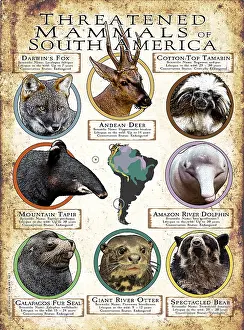 Design Prints: Endangered Mammals of South America
