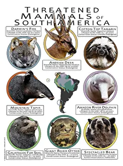 Design Prints: Endangered Mammals of South America