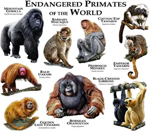 Macaque Prints: Endangered Primates of the World