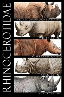 July Prints: Endangered Rhinoceros of the World