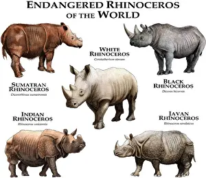 Poster Prints: Endangered Rhinoceros of the World
