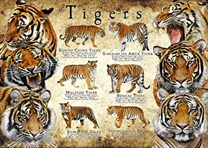 Big Cats Prints: Endangered Tigers of Asia