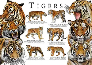 Prints: Endangered Tigers of Asia