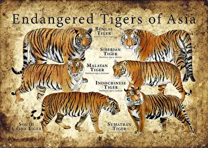 Animals Prints: Endangered Tigers of Asia