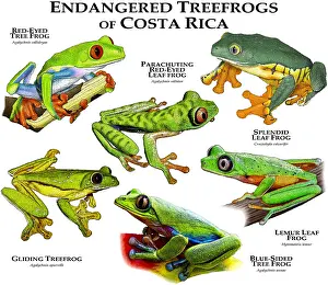 Gliding Prints: Endangered Treefrogs of Costa Rica