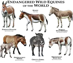 Iranian Prints: Endangered Wild Equines of the World