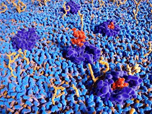 Drugs Prints: Endorphin (met-enkephalin) molecules binding to the delta opioid receptor