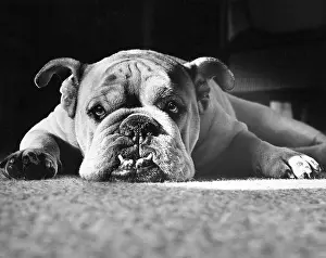 Vintage Nostalgia Prints: English Bulldog