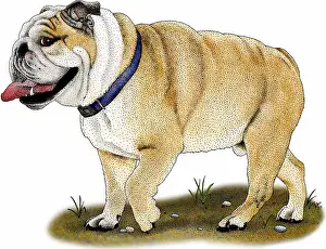 Horizontal Prints: English bulldog