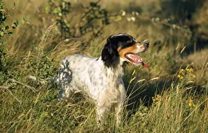 Field Prints: English Setter Dog