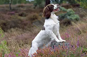 Tree Prints: English Springer Spaniel Dog