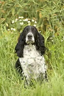 Grass Prints: English Springer Spaniel, Hunting Dog Sitting in Grass
