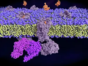 Central Prints: Enkephalin binding to opioid receptor, illustration