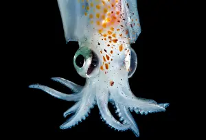 Bethypelagic Prints: Enope Squid (Abralia redfieldi)