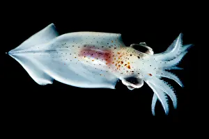 Cephalopod Prints: Enope Squid (Abralia redfieldi)