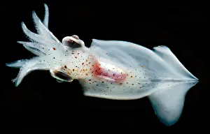 Cephalopod Prints: Enope Squid (Abralia redfieldi)