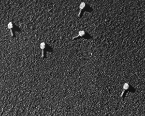 Bacteriophage Prints: Enterobacteria phage T2, TEM
