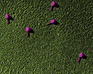 Bacteriophage Prints: Enterobacteria phage T2, TEM