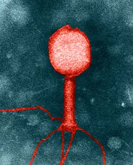 Microorganisms Prints: Enterobacteria phage T2, TEM