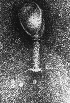Pathogen Prints: Enterobacteria phage T2, TEM